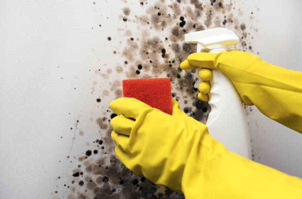 Best Black Mold Remediation in Harlem, GA