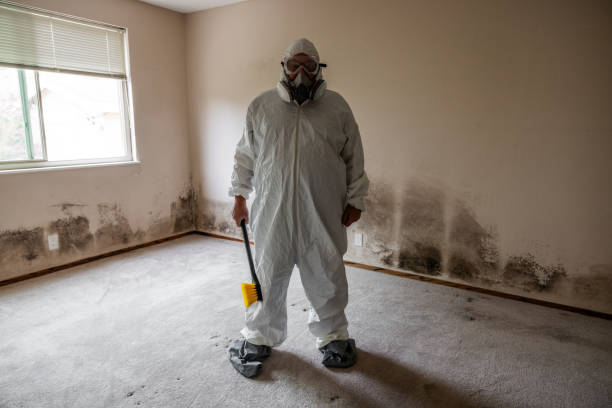 Best Attic Mold Remediation in Harlem, GA