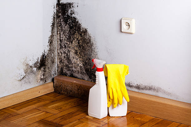 Best Insurance-Related Mold Remediation in Harlem, GA