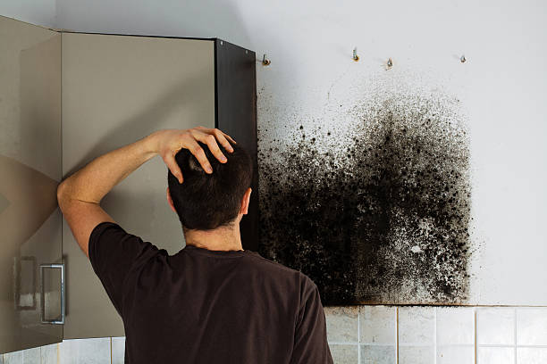  Harlem, GA Mold Removal Pros